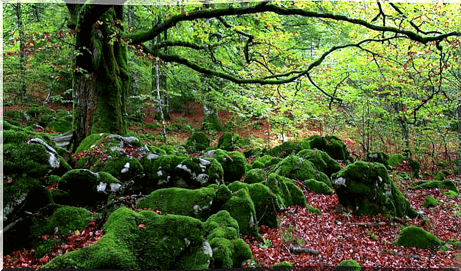 The “forest baths”, an antidote against stress