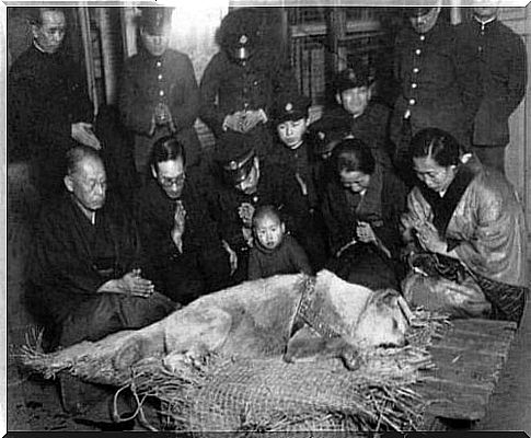 hachiko