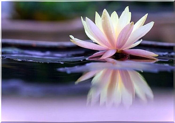 water lily on the water