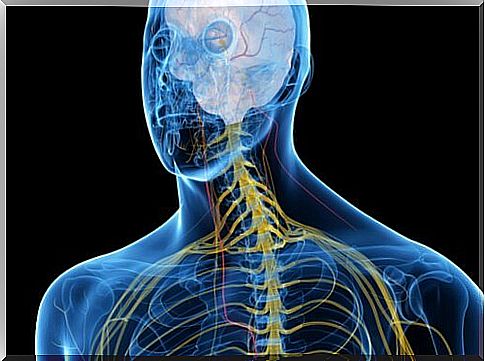 vagus nerve