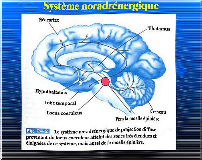 noradrenergic system