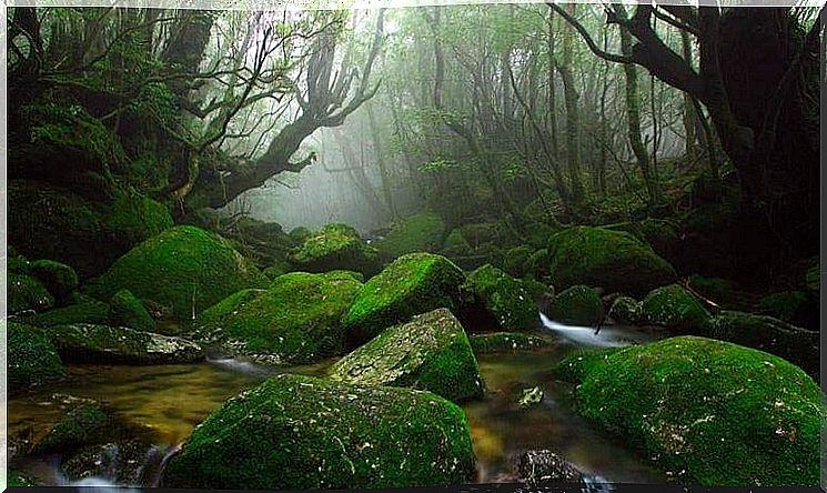 undergrowth landscape