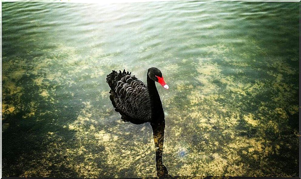 A black swan.