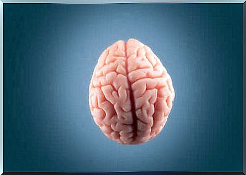 The lenticular nucleus is an area of ​​the brain