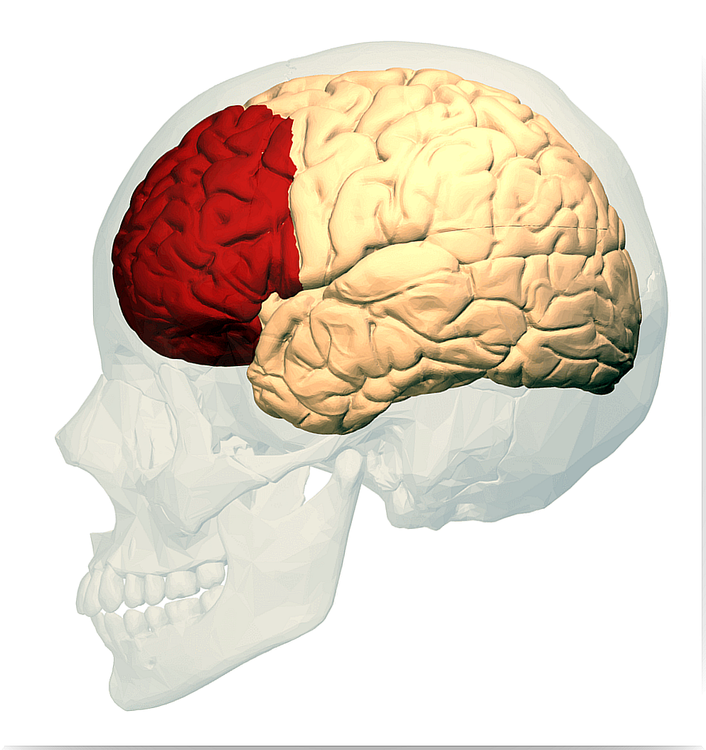 prefrontal cortex and frontal lobe